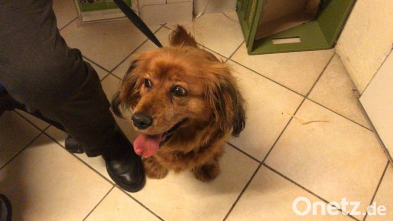 Dieser herrenlose Spaniel-Mischling rückte einem Paar im Landkreis Amberg-Sulzbach so sehr auf die Pelle, dass es die Polizei rufen musste. Nun ist der Hund im Tierheim Amberg. Bild: Tierheim Amberg/exb