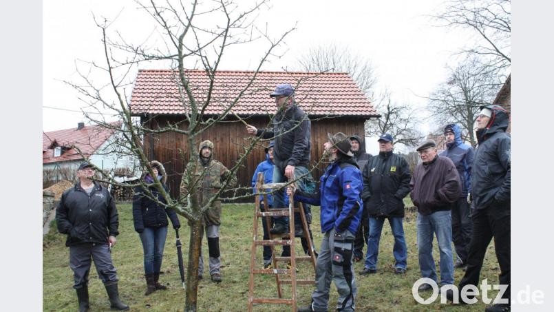 Bevor die Kursteilnehmer auf die Leiter durften,demonstrierte Karl Ruhland, wie man die Baumschere richtig ansetzt. Bild: lg