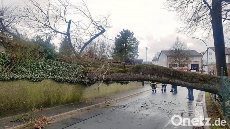 In Blickweite zum Schlichter Feuerwehrhaus (im Hintergrund) stürzte dieser Baum über die Straße. Bild: Feuerwehr Schlicht