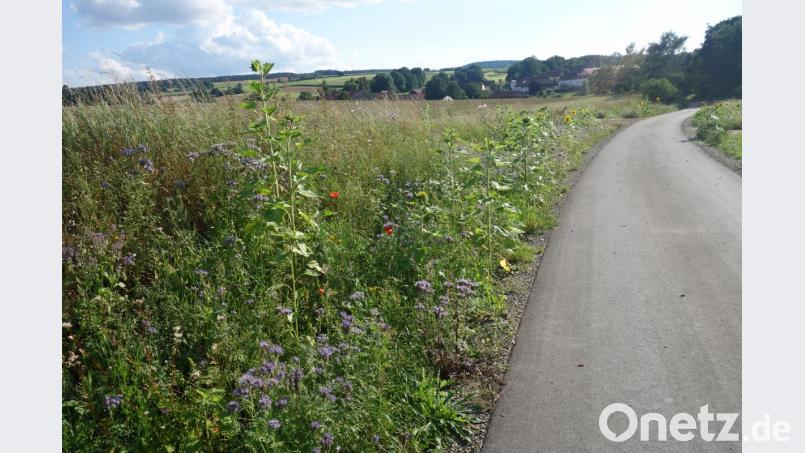 Am Radweg Hannersgrün grünt und blüht es. Der Landesbund für Vogelschutz hofft, dass weitere Grundstückseigentümer ein paar Quadratmeter aufblühen lassen. Bild: exb