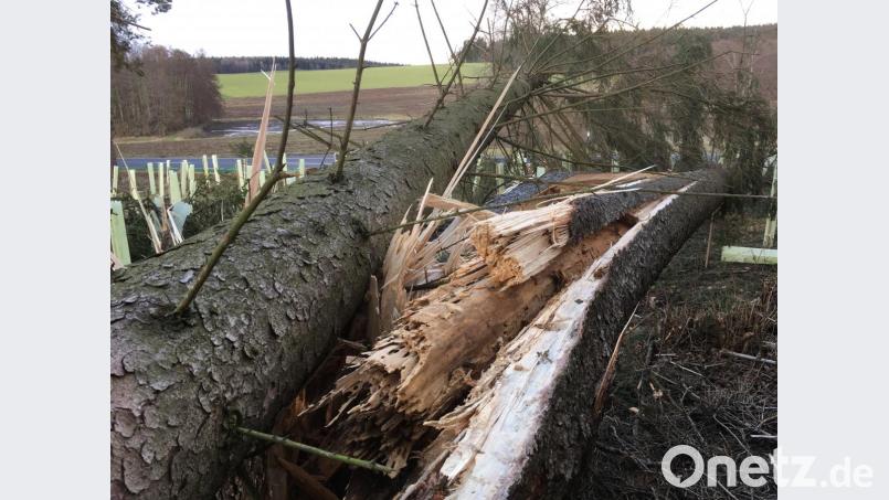 Sturm &quot;Eberhard&quot; fällte einen Baum auf der Straße zwischen Neustadt an der Waldnaab und Theisseil. Bild: exb