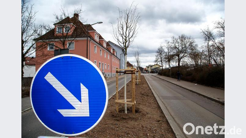 Der Bauhof hat auf den Inseln der Güterhallenstraße Linden gepflanzt. Bild: Hösamer