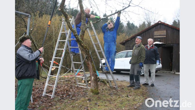 Neben allen Diskussionen wird auch gearbeitet. Michael Altmann, Manfred Bauriedl und Josef Bauer (von links) beschäftigen sich mit dem Baumschnitt, Heinz Jantschik verleiht den Fassadenbrettern am Lehrbienenstand mit „Streichen“ neuem Glanz und die Aufgabe des Imker-Vorsitzenden Anton Schönberger ist es, die Äste der „Holzaktion“ zu stapeln. Bild: gpa