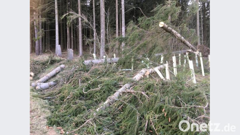 Sturm &quot;Eberhard&quot; entwurzelte einen Baum nahe der Straße zwischen Neustadt/WN und Theisseil. Bild: exb