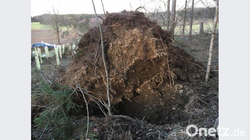 Sturm &quot;Eberhard&quot; entwurzelte einen Baum nahe der Straße zwischen Neustadt/WN und Theisseil. Bild: exb