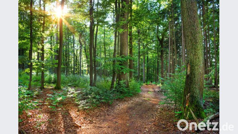 Ein Spaziergang im Wald wirkt sich positiv auf den Herzschlag, die Atmung, den Körper und die Psyche aus. Bild: Petair – stock.adobe.com