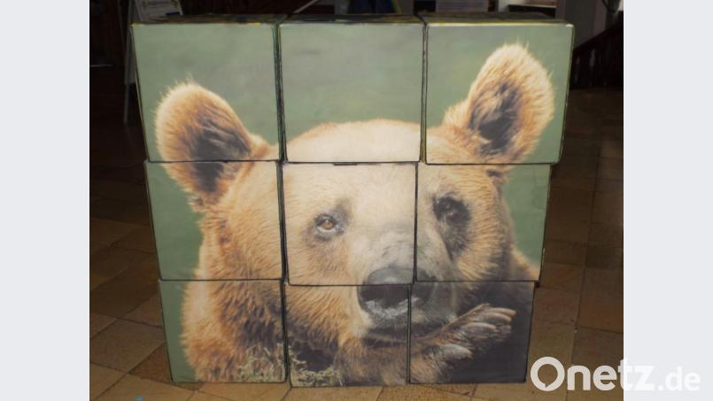 Bär, Wolf, Luchs und der Mensch: "Die großen Vier" sind Thema einer Ausstellung, die derzeit im Kulturschloss Theuern zu sehen ist. Bild: e