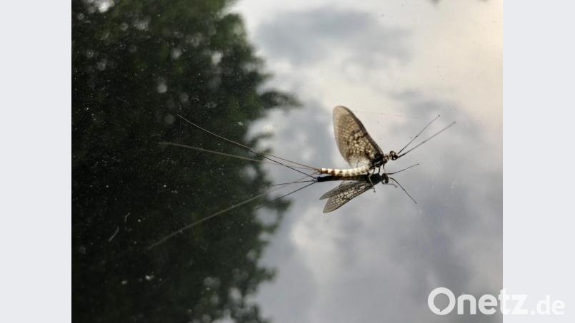 Nicht nur Fische liegen dem Fischereiverein Amberg am Herzen. Das Insektensterben macht den Aktiven Sorgen – denn es betrifft auch Insekten, die im oder um das Gewässer leben, wie die Maifliege (Bild). Bild: oe