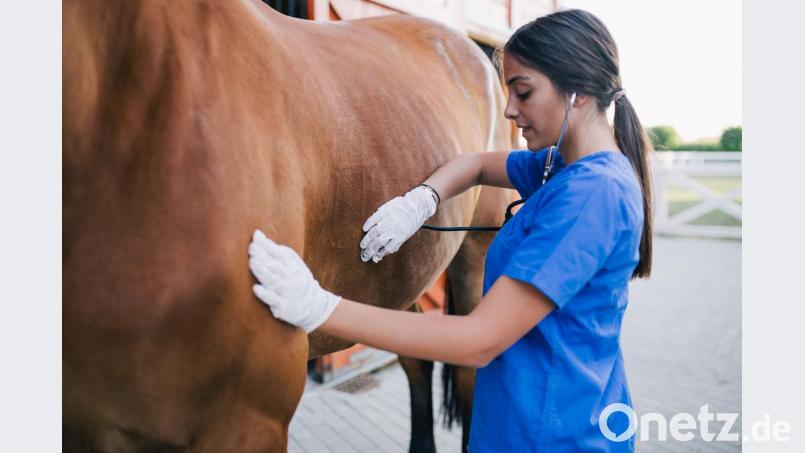 Eine Tierärztin untersucht ein Pferd (Symbolbild). Nachdem das Equine Herpesvirus bei Pferden in Vilseck ausgebrochen war, haben die Gegenmaßnahmen inzwischen gegriffen. In zwei Wochen kann die Quarantäne wohl wieder aufgehoben werden. Symbolbild: hegdehog94/stock.adobe.com