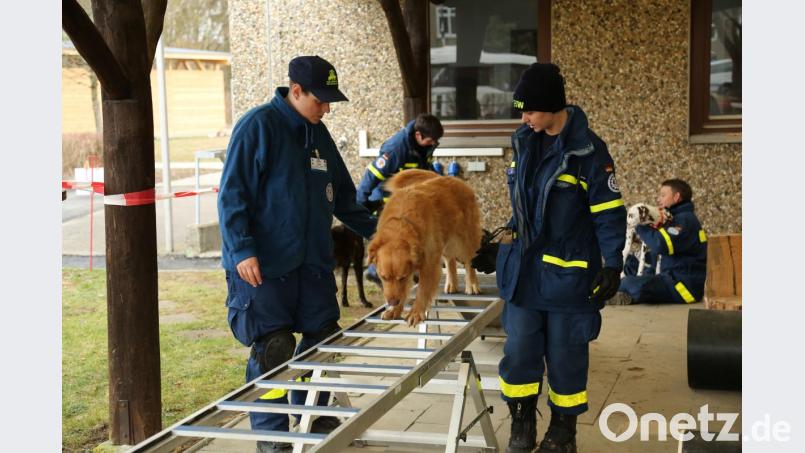 Während des gemeinsamen Trainings müssen die Hunde lernen, ihrer Teampartnerin oder ihrem Teampartner zu vertrauen und auf diese zu hören. Über eine Leiter zu laufen gehört dazu. Bild: exb
