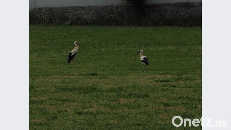 Die Gründung einer Storchenfamilie kann beginnen. Bild: gz