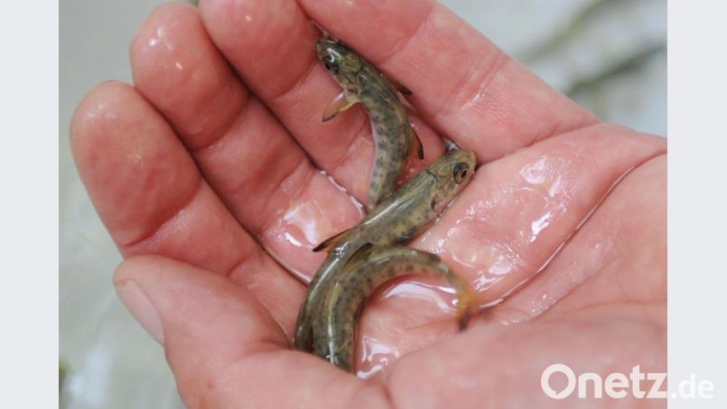 In Bayern gilt er schon als ausgestorben: Der Atlantische Lachs ist der Fisch des Jahres 2019. Hier hält ein Experte Jungfische dieser Art in der Hand. Bild: Boris Roessler/dpa