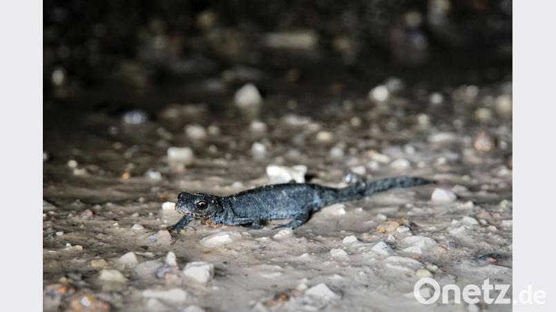 Bei Freudenberg fotografiert: Ein Bergmolch auf nächtlicher Wanderschaft. Bild: Markus Raum