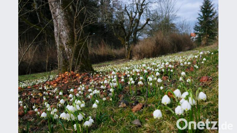 Langsam wird es auf den Wiesen wieder bunt. Bild: do