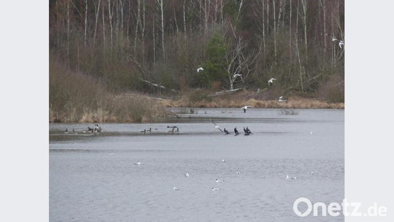 Sie fühlen sich wohl in der &quot;Vogelfreistätte Großer Rußweiher&quot;: Gänse, Kormorane und Möwen. Bild: rn
