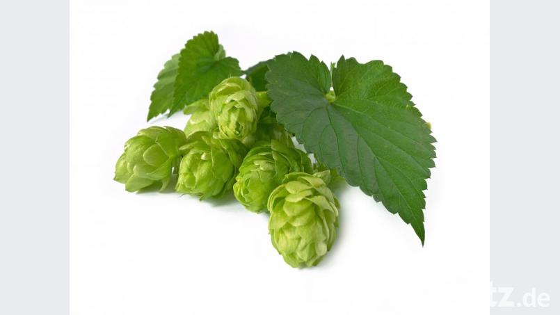 Hopfen Bild: ©Thomas Wöhrle - stock.adobe.com