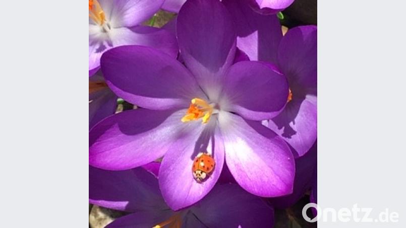 Über den ersten Marienkäfer der Saison freut sich Claudia Wesnitzer aus Poppenricht. Bild: Claudia Wesnitzer