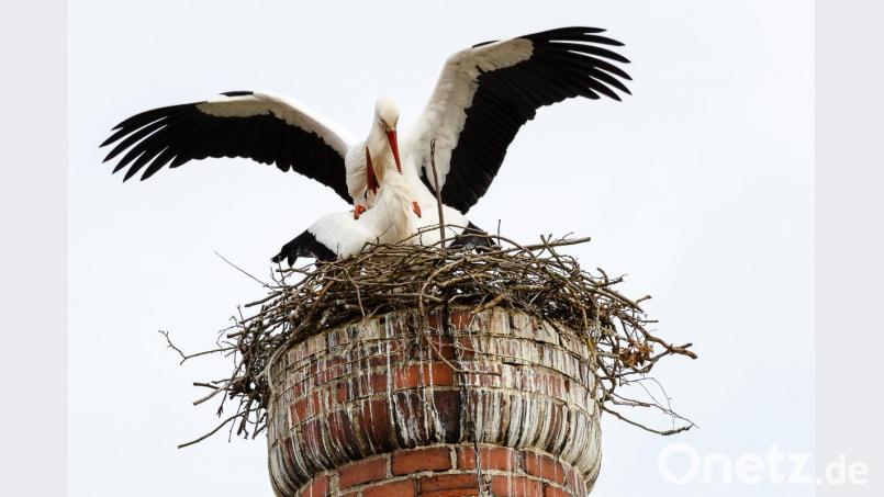 Die Rothenstädter Störche im Horst. Bild: Martin Schweitzer