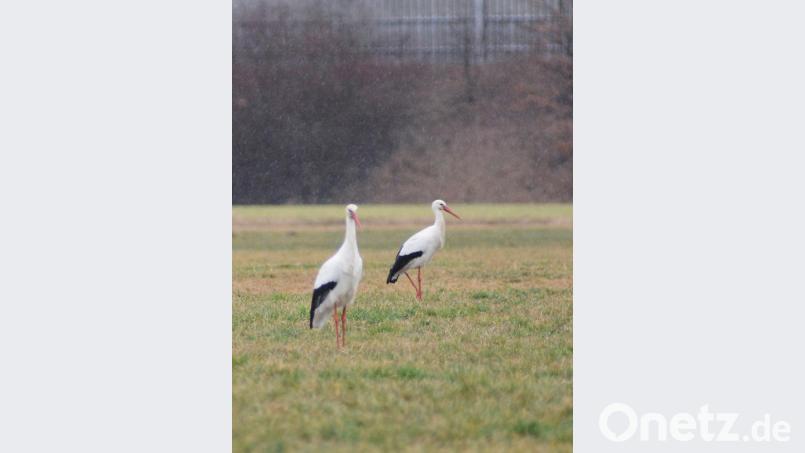 Wenn man Futter - zum Beispiel Gulaschfleisch - dabei hat, kann es schon mal vorkommen, dass einem die Rothenstädter Störche ganz nahe kommen. Bild: Gabi Schönberger