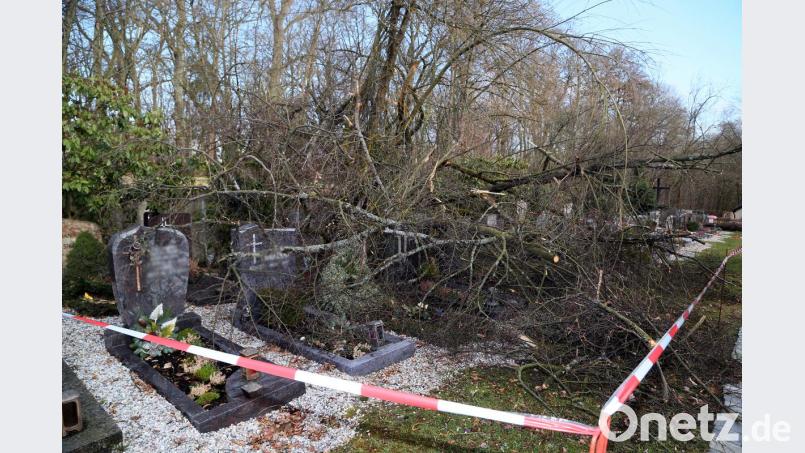 Eine Winterlinde aus dem benachbarten Schlosspark ist in den städtischen Friedhof Fronberg gestürzt. Bild: Hösamer