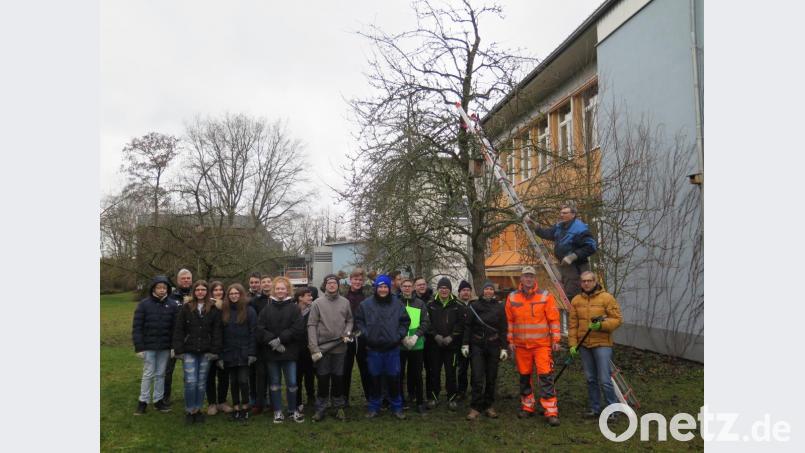 OGV Vorsitzender Josef Häckl (auf der Leiter), Florian Frank (Zweiter von rechts) und Katharina Hage (Dritte von rechts) standen den Achtklässlern beim Obstbaumschnitt im Schulgarten mit Rat und Tat zur Seite. Bild: jzk