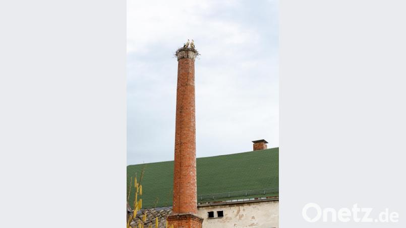 Wenn die beiden Störche nicht gerade auf Nahrungssuche sind, wohnen sie auf dem Kamin der ehemaligen Hösl-Brauerei in Rothenstadt. Bild: Martin Schweitzer