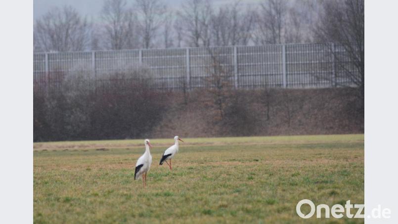 Das Storchenpaar wurde fleißig von den Rothenstädter Bewohnern gefüttert und verzichtete diesen Winter deshalb auf die anstrengende Reise nach Afrika. Bild: Gabi Schönberger