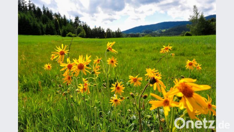 Auch seltene Pflanzen wie die Arnika zeigte Siegfried Steinkohl in seinem Vortrag. Die Echte Arnika zählt zu den besten alternativen Heilkräutern bei schlecht heilenden Wunden und äußeren Verletzungen. Das Foto entstand im Juni vergangenen Jahres im Steinwald. Bild: sds