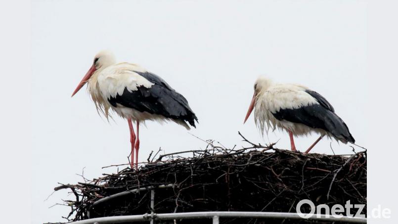 Das Pleysteiner Stochenpaar in seinem Horst. Es stellt sich praktisch bei Regenwetter wie alle Vögel gegen die Windrichtung, damit der Regen nicht tiefer ins Gefieder eindringt. Bild: tu