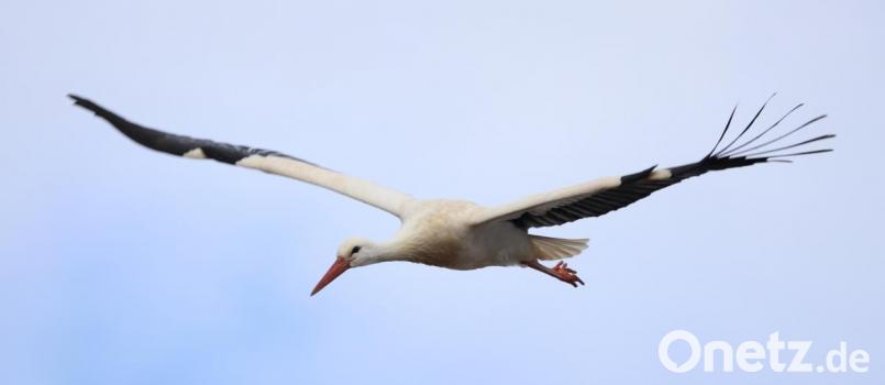 Majestätisch gleitet der Storch vom Brauereischlot zu den nahen Feuchtwiesen am Ortsrand von Friedenfels. Bild: bsc