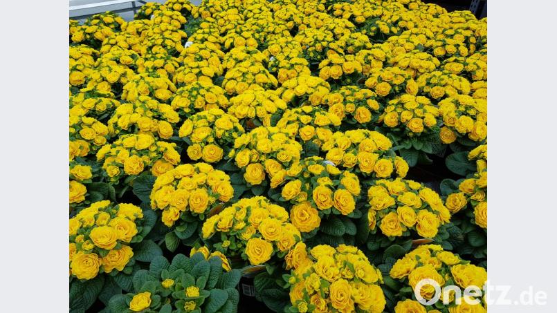 Frühlingsblütenmeer in Gelb Bild: dob