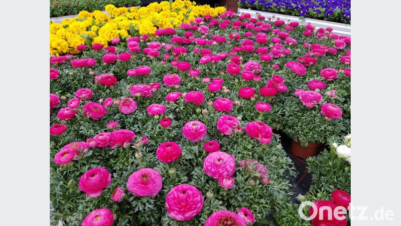 Die Frühlingsboten erwecken den Garten im März zum Leben. Die Arbeitsliste im März scheint für Gartenbesitzer dann auch wieder lang und länger zu werden. Doch es ist immer wieder schön, sich an der Natur zu ergötzen und sich über die Rückkehr der fröhlichen Farben zu freuen. Bild: dob