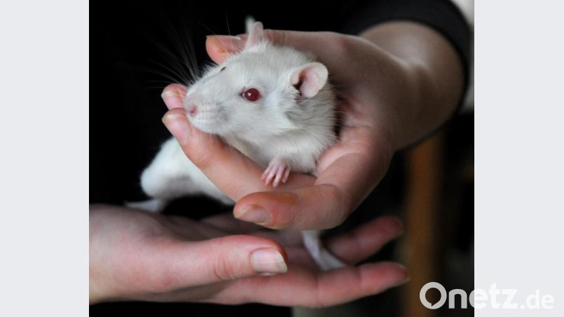 Eine der drei Ratten, die ihrer Entsorgung über den Müll glücklich entkommen sind und nun im Amberger Tierheim die Aufmerksamkeit der Mitarbeiter genießen. Bild: Stephan Huber