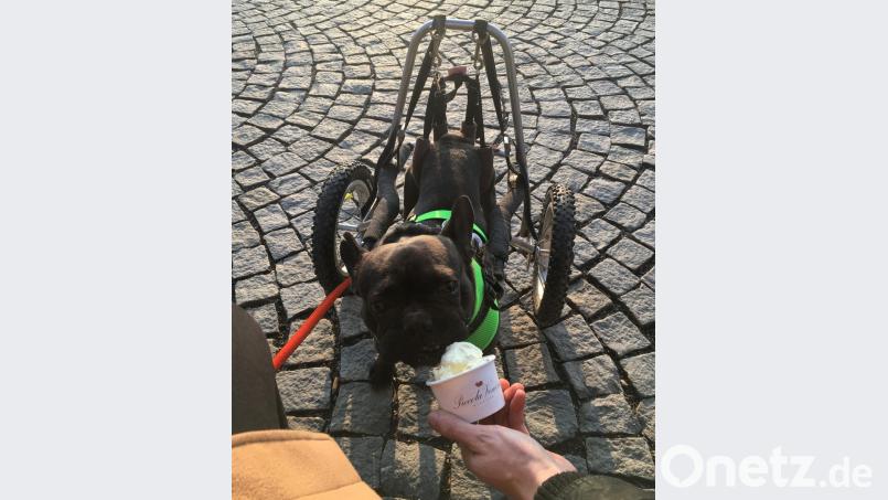 Eis mögen wohl alle Hunde, daher natürlich auch Zeus. Er ist heute fünf Jahre alt und quietschlebendig. Bild: Wirbs