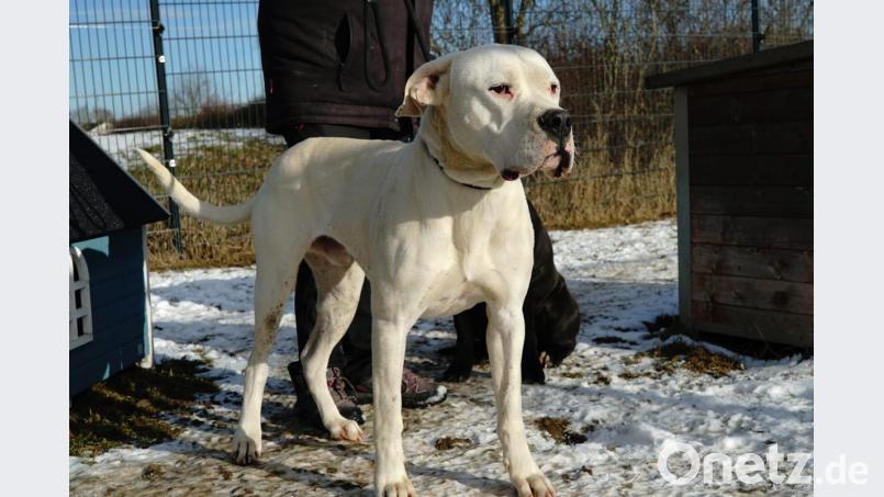 Der dreijährige Rüde ist ein Dog Argentino, eine Rasse, die umgangssprachlich zur &quot;Kampfhund Kategorie 2&quot; gehört.Findet sich niemand, der ihn haben möchte, muss er eingeschläfert werden. Bild: exb
