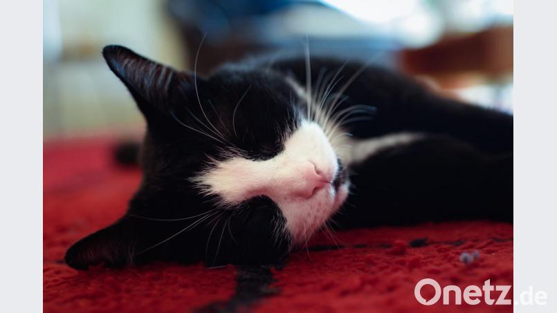 Symbolbild Bild: agentur_dpa