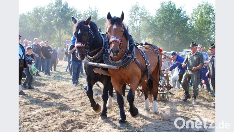 Die bei den Kartoffelfesten geernteten Erdäpfel seien zur Essenszubereitung verwendet worden, vermutet das Finanzamt und fordert eine Steuernachzahlung. Bild: enz