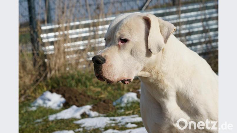 Der dreijährige &quot;Hans&quot; sucht ein Zuhause. Bild: exb