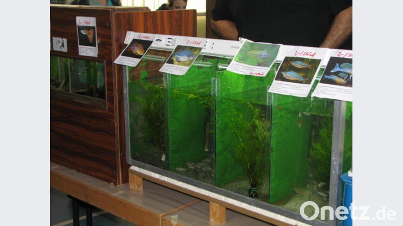 Bunte Zierfische wie Harnisch- und Panzerwelse, Guppys, Mollys, Schwertträger, Bärblinge und andere Labyrinthfische gab es bei der Zierfischbörse zu bewundern. Bild: knh