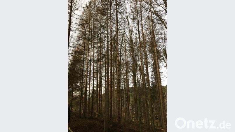 Fichtenbestand mit Borkenkäferbefall im März 2019. Bild: Tobias Geitner