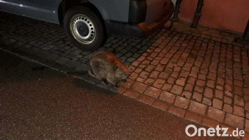 Biber in der Stadt Bild: frd