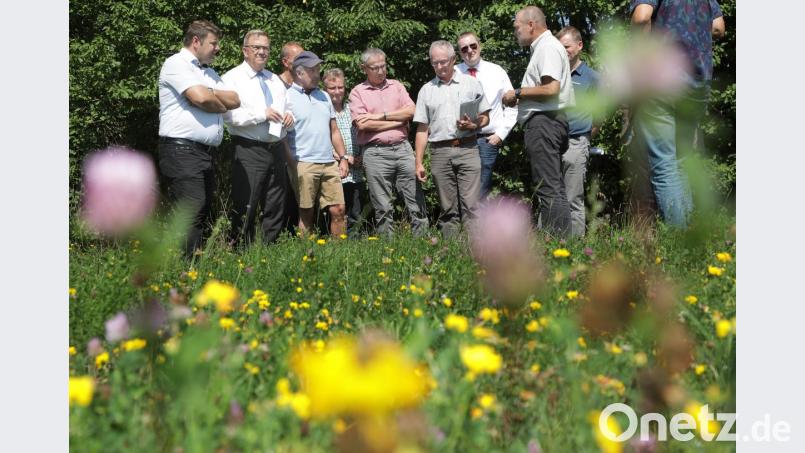 Die Blühwiese in der Köferinger Heide, die der Umweltausschuss im Juli 2018 besichtigt hat, ist eine Vorzeigefläche dafür, was man für den Schutz der Insekten in der Stadt tun kann. Bild: Wolfgang Steinbacher