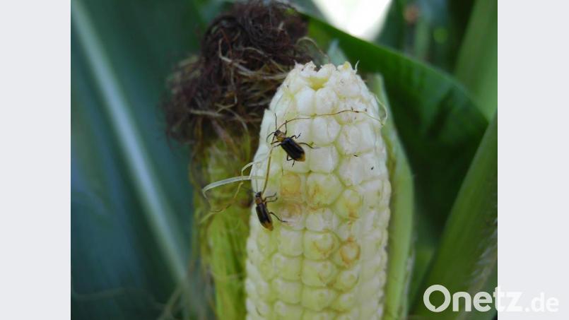 Der Maiswurzelbohrer gilt als invasive Spezies. Heuer steht er zum ersten Mal auch im Landkreis unter Beobachtung. Bild: Landesanstalt für Landwirtschaft