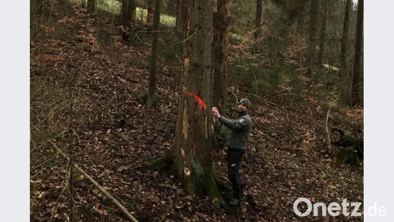 Vom Borkenkäfer befallene Fichten. Revierleiter Bernhard Raschka markiert Borkenkäferfichten. Bild: Tobias Geitner