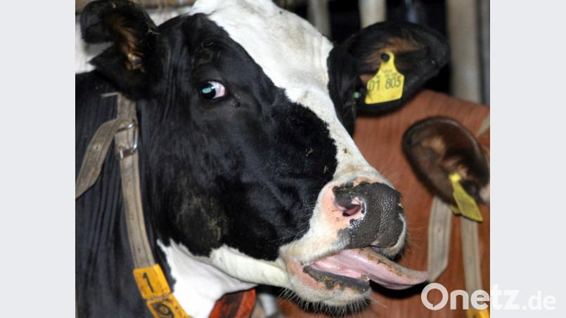 Diese Kuh hat es erwischt. Sie leidet unter der Blauzungen-Krankheit. Die virale Infektionskrankheit ist nicht mehr weit von den Landkreis-Grenzen entfernt. Bild: Ralf Roeger/dpa