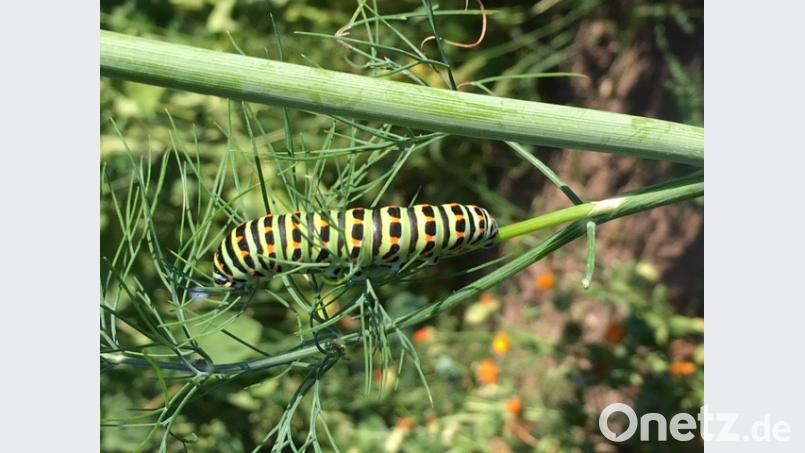Die Raupe des Schwalbenschwanzes hat sich auf bestimmte Futterpflanzen spezialisiert. Die fand dieses Exemplar in der Wiese von Michael Richthammer in Weiden. Bild: Richthammer