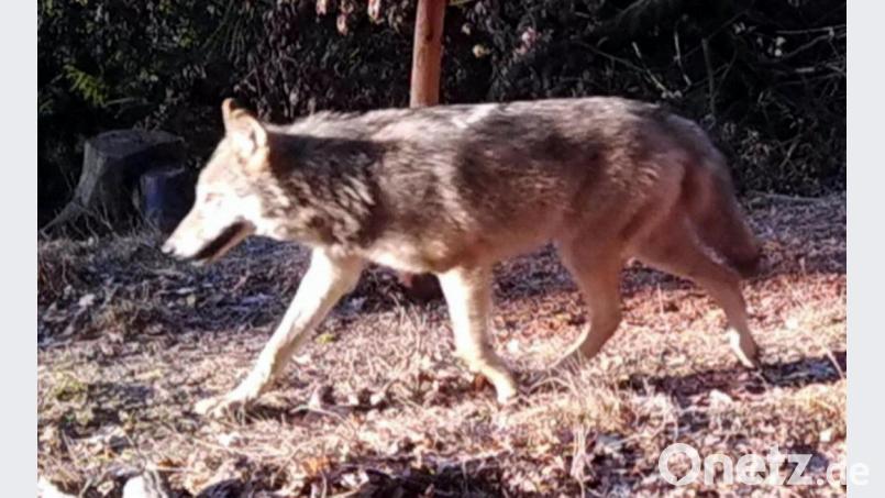Hier tappte definitiv ein Wolf in die Fotofalle - und zwar im nordöstlichen Wald des Truppenübungsplatzes in der Nähe des Tores 20, der Auffahrt zur Netzabergsiedlung. Archivbild: Forstbetrieb Grafenwöhr