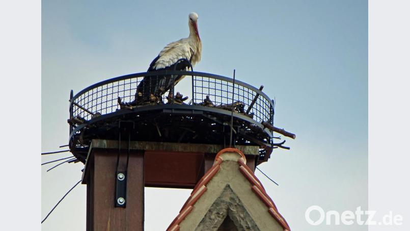 Auch der Storch beäugte das Markttreiben von exponierter Lage vom Alten Rathaus aus. Bild: Dobmeier