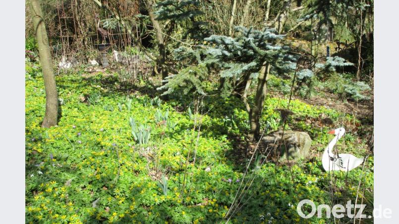 Im Garten von Charly Beer in Plärn geht es den Bienen und Insekten noch gut. Bild: njn