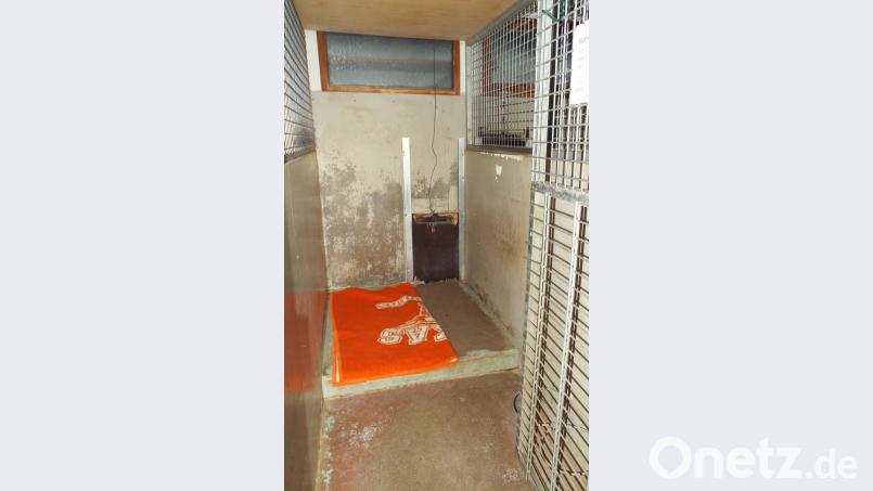 Hundeverschläge im Tierheim in Gailoh. Bild: e
